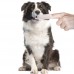 Customized BPA Free Dog Teeth Cleaning Finger Brush for  Pet Care – Durable & Hygienic Design